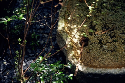 ガーデン ビュー