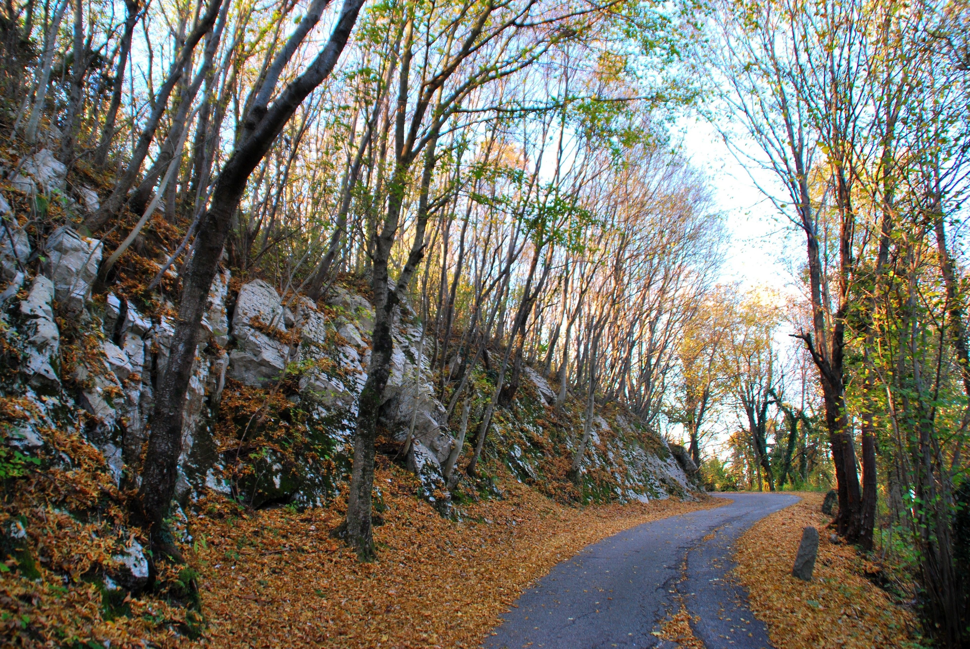 A narrow road flanked by trees and rocky terrain.