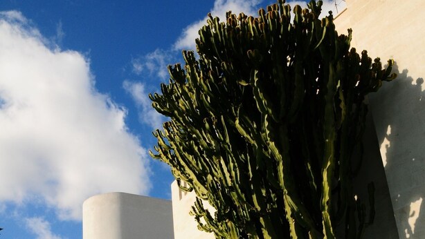 Una piscina con agua cristalina, rodeada de edificios blancos y un cactus grande.