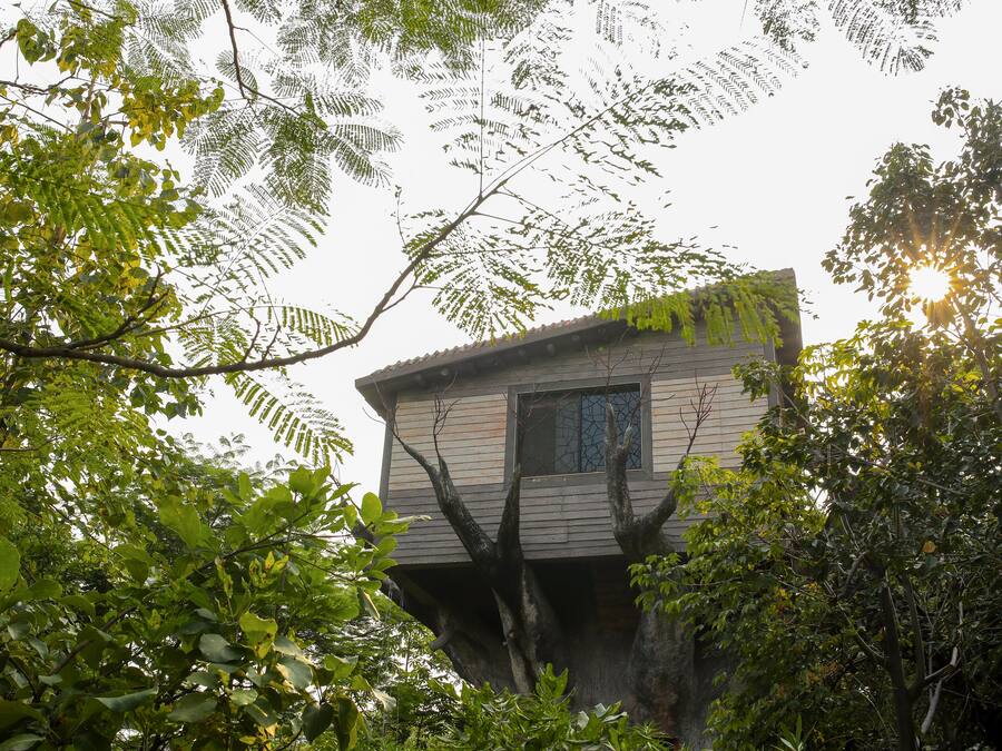 Luxury Tree House | View from room