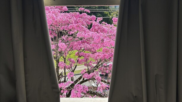A window with curtains partially drawn, revealing a view of pink cherry blossoms outside. - Hotel Caiçara (Santos)