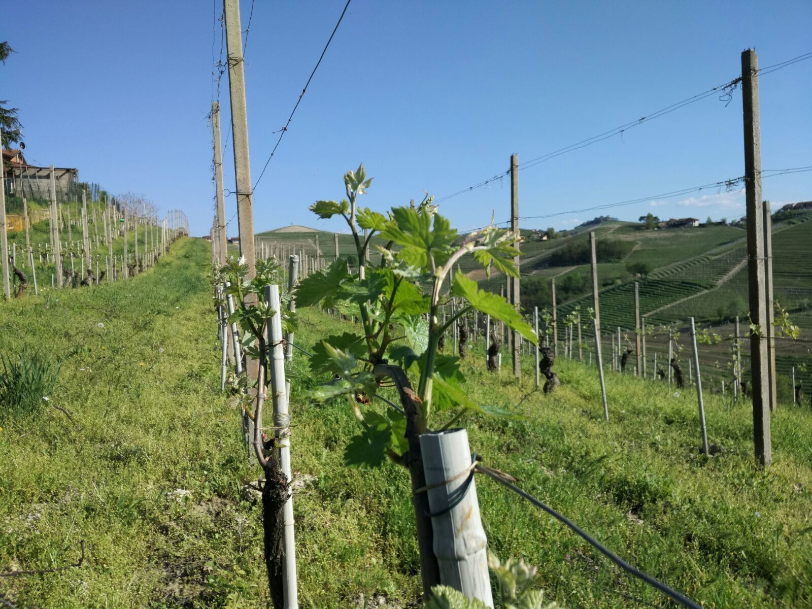 Viñedo con hileras de vides sostenidas por estacas de madera y alambre.