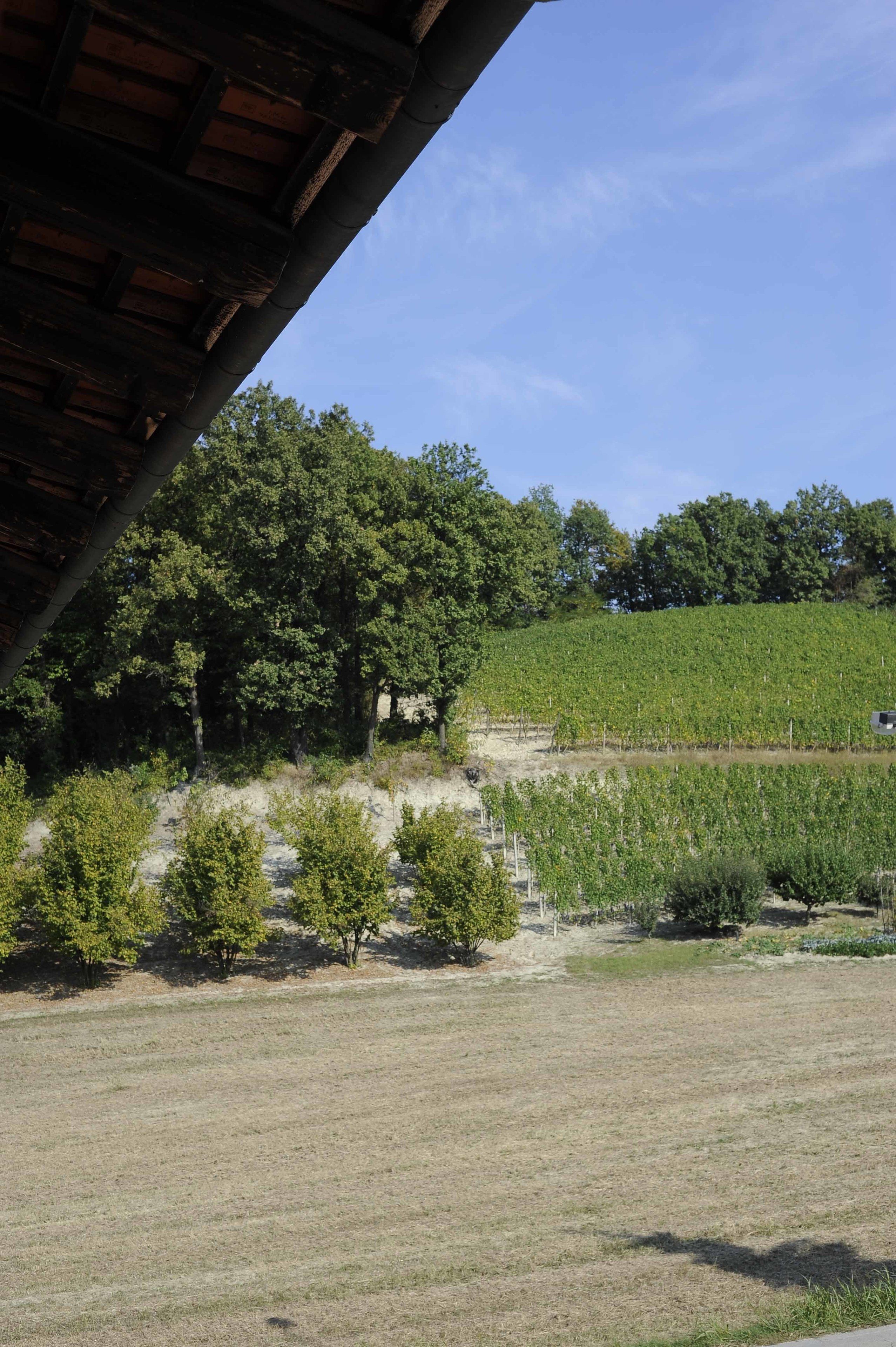Ein Weinberg mit Rebenreihen und einer Holzhütte im Vordergrund.