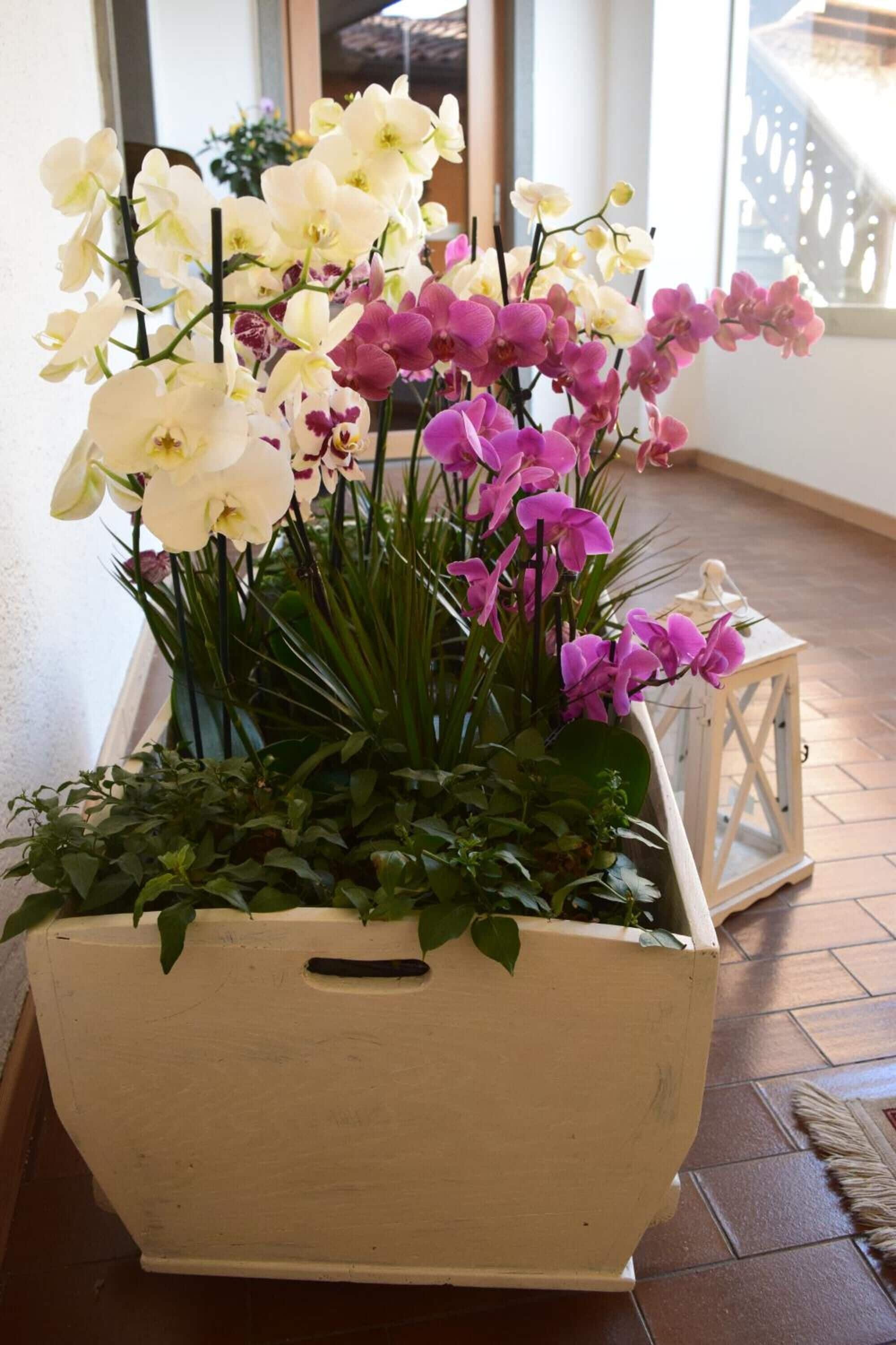 A wooden planter with orchids and green foliage.