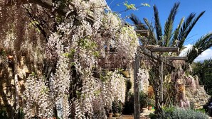 En have med et træpergola overdækket med blomstrende slyngplanter, stendetaljer og krukker med planter.