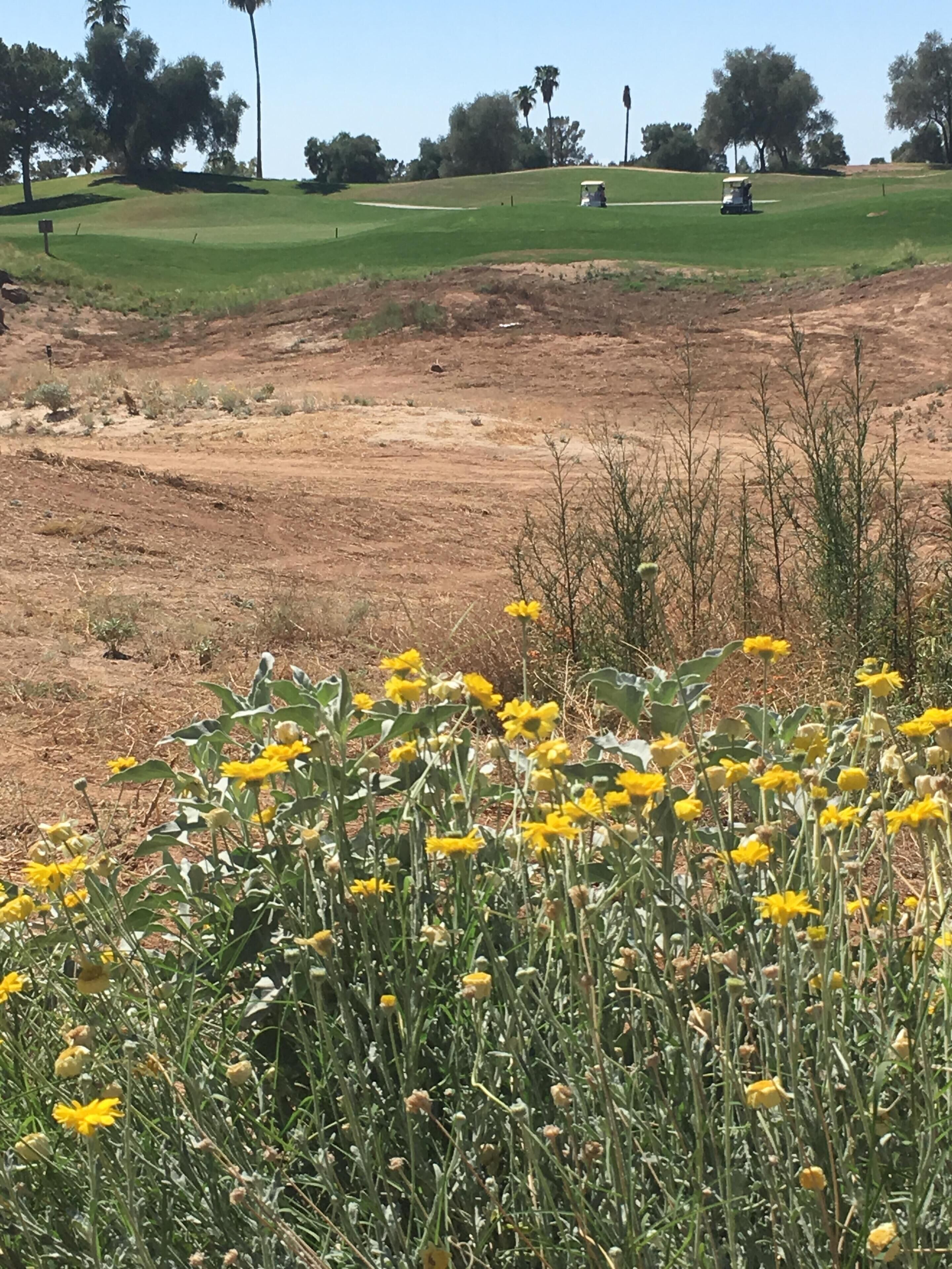 Un terrain de golf avec un ciel dégagé, de l’herbe verte et des fleurs jaunes au premier plan.