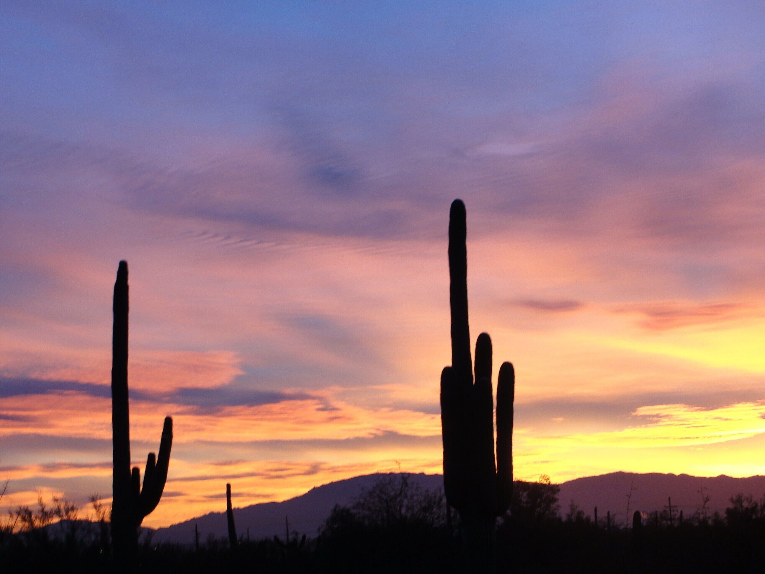 A desert landscape with cacti silhouetted against a sunset sky.