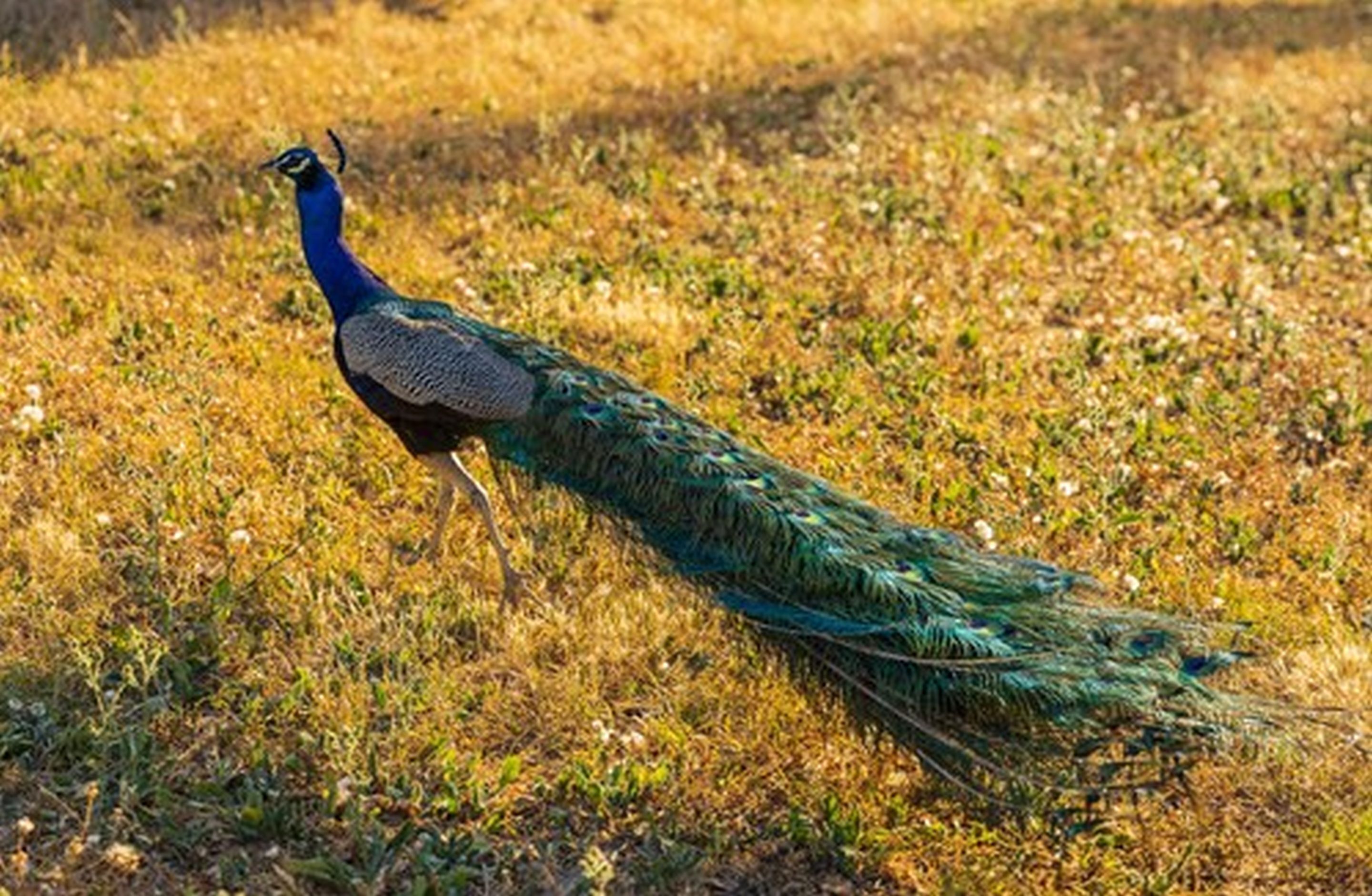 Un pavo real caminando sobre un campo cubierto de hierba.