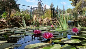 Garden - Amiad Country Lodging (HaGalil HaElyon)