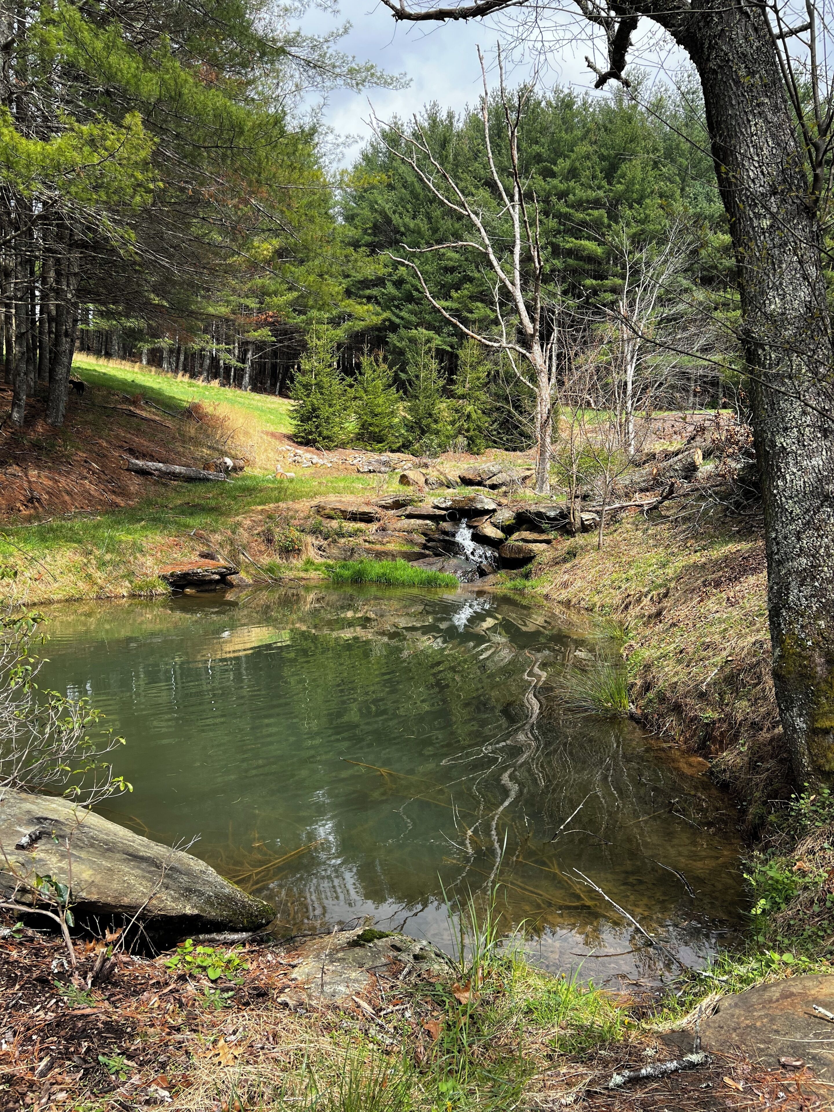 Un paysage naturel avec un petit ruisseau, des arbres et une zone herbeuse.