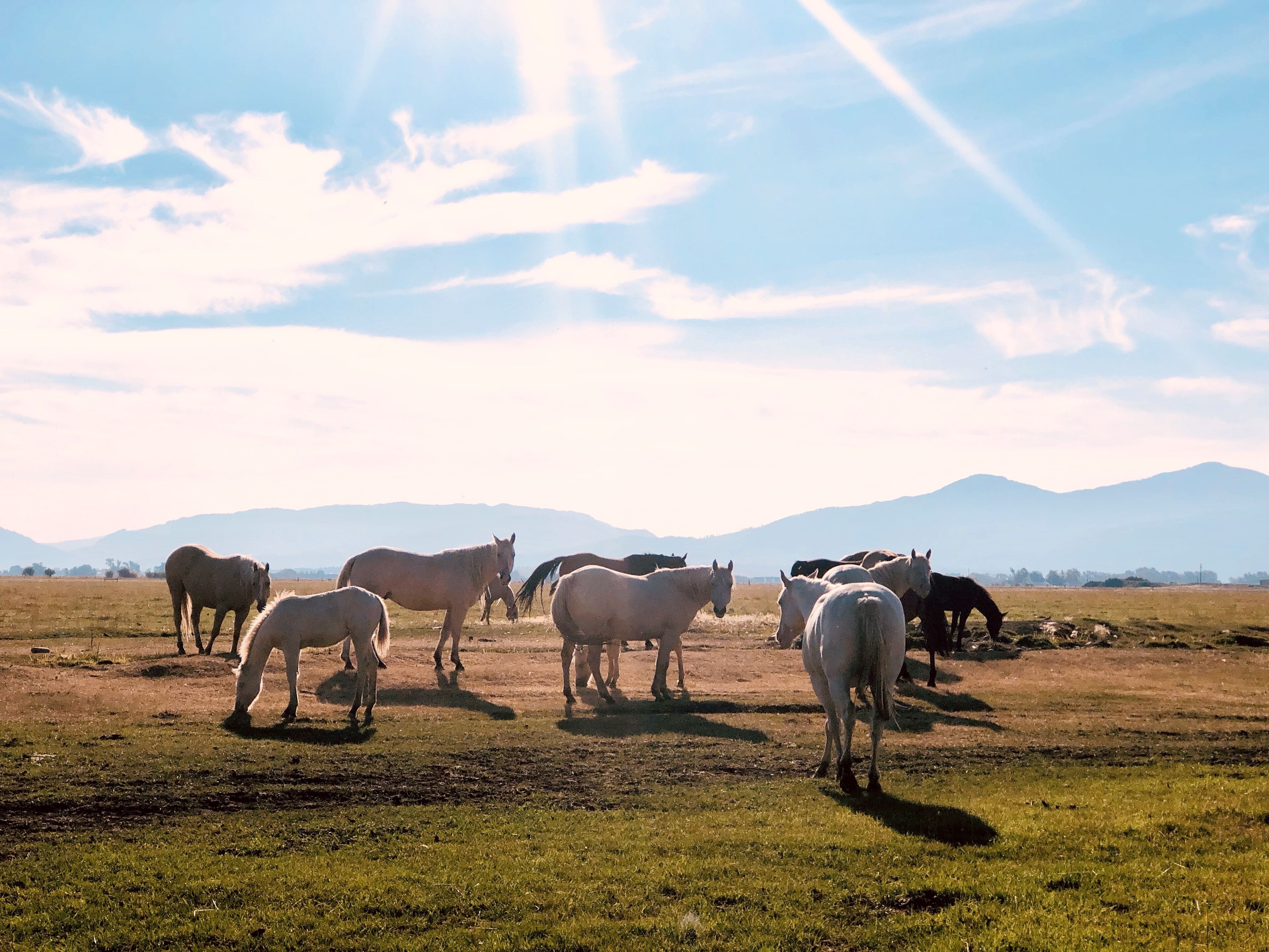 A group of horses grazing in a field with mountains in the background.