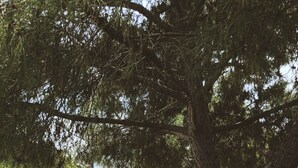 Une chaise en bois blanche, placée sous un arbre dans un jardin bien entretenu, avec un bâtiment visible en arrière-plan.