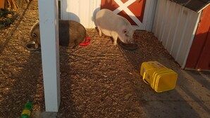 Un cerdo en un corral con un tazón rojo y un recipiente amarillo.