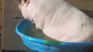 Un cerdo en una palangana de plástico azul.