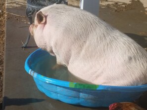 Imagen sin descripción, 2 de 15, botón