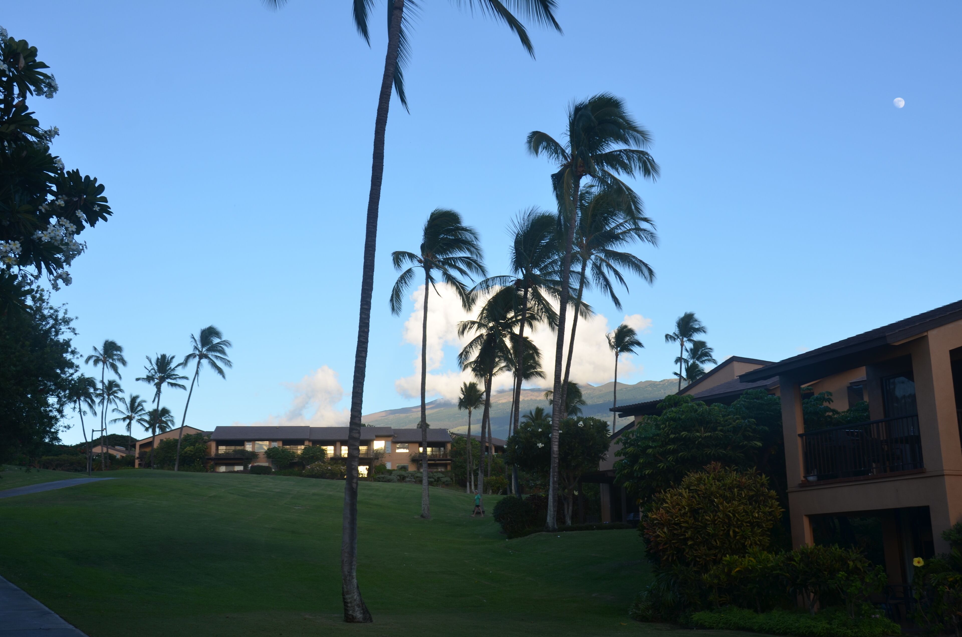 A resort with multiple buildings, palm trees, and a grassy area.