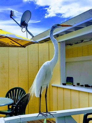 Outdoor dining - Luxury Waterfront 5BR Cape Coral Home w/ Pool, Dock, Spa – Fisherman’s Paradise! (Cape Coral)