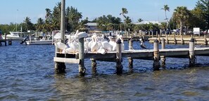Un quai où se sont rassemblés plusieurs oiseaux blancs, probablement des pélicans.