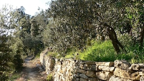 A stone wall with a narrow path leading through a grove of olive trees. - Gite Les Aiguillans (Mérindol-les-Oliviers)