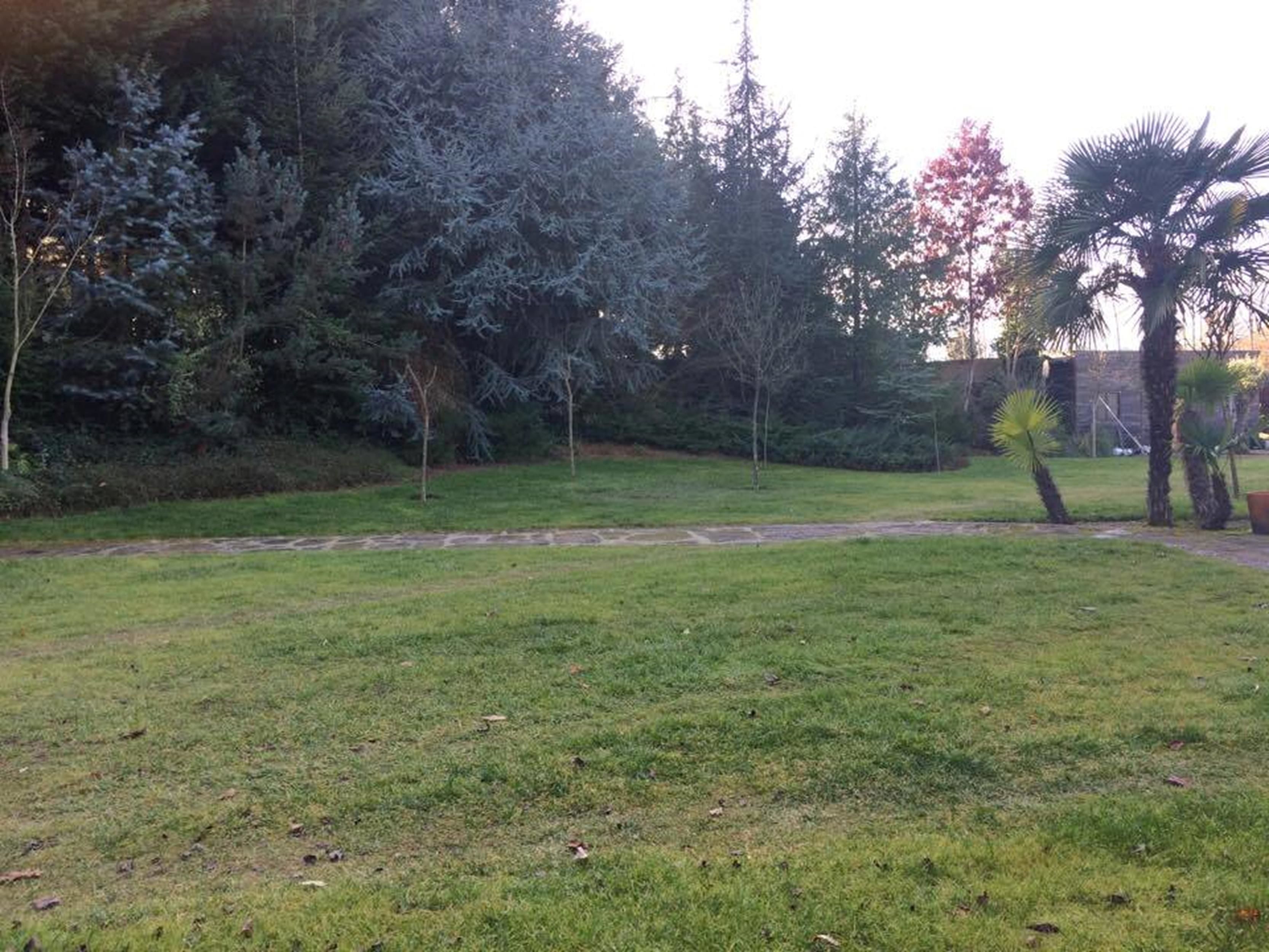 Une zone herbeuse avec des arbres et un sentier en pierre.