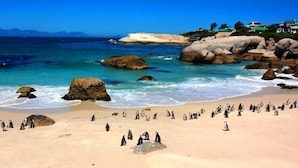 Una playa con grandes rocas y una hilera de pingüinos en la arena.