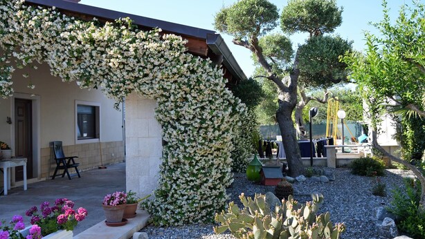 Una casa con un porche cubierto, un jardín de cactus y un árbol.