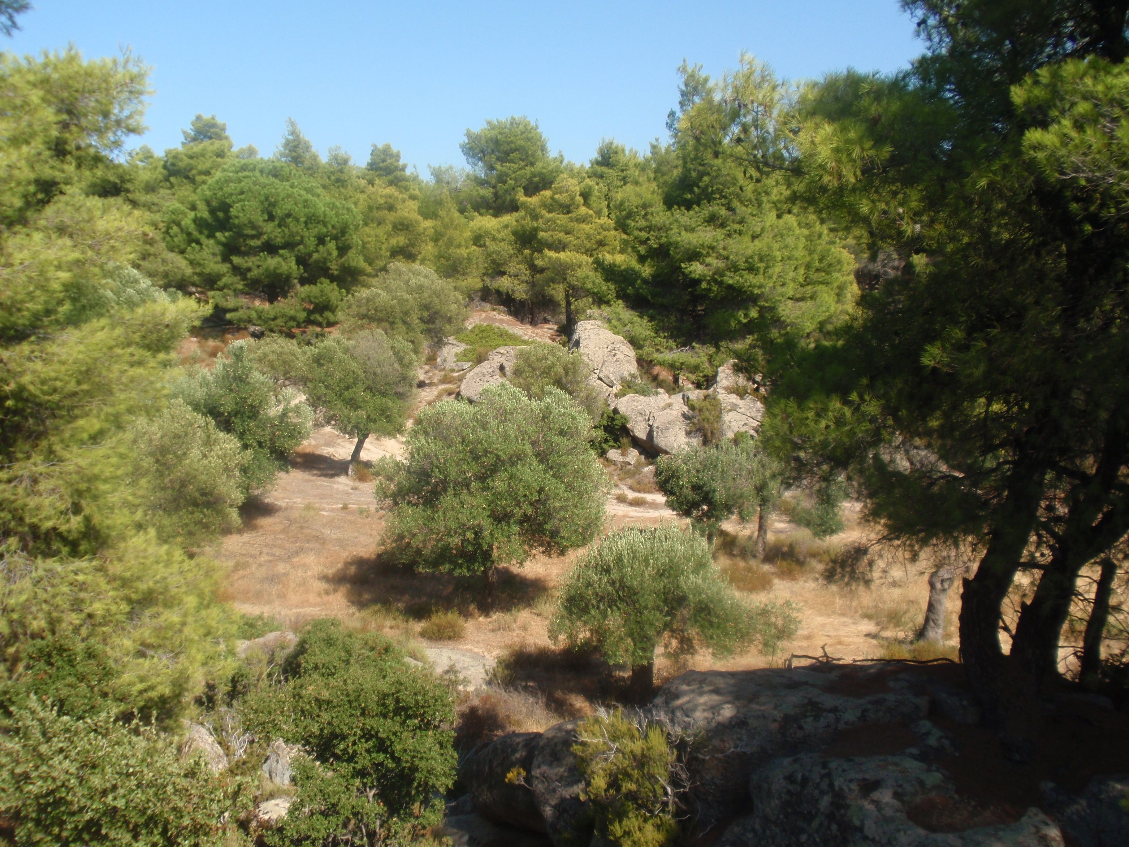 A natural landscape with trees and rocky terrain.