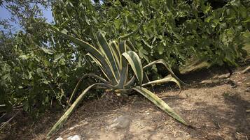 Una planta con hojas anchas y un tallo grueso, rodeada de hierba seca y tierra.