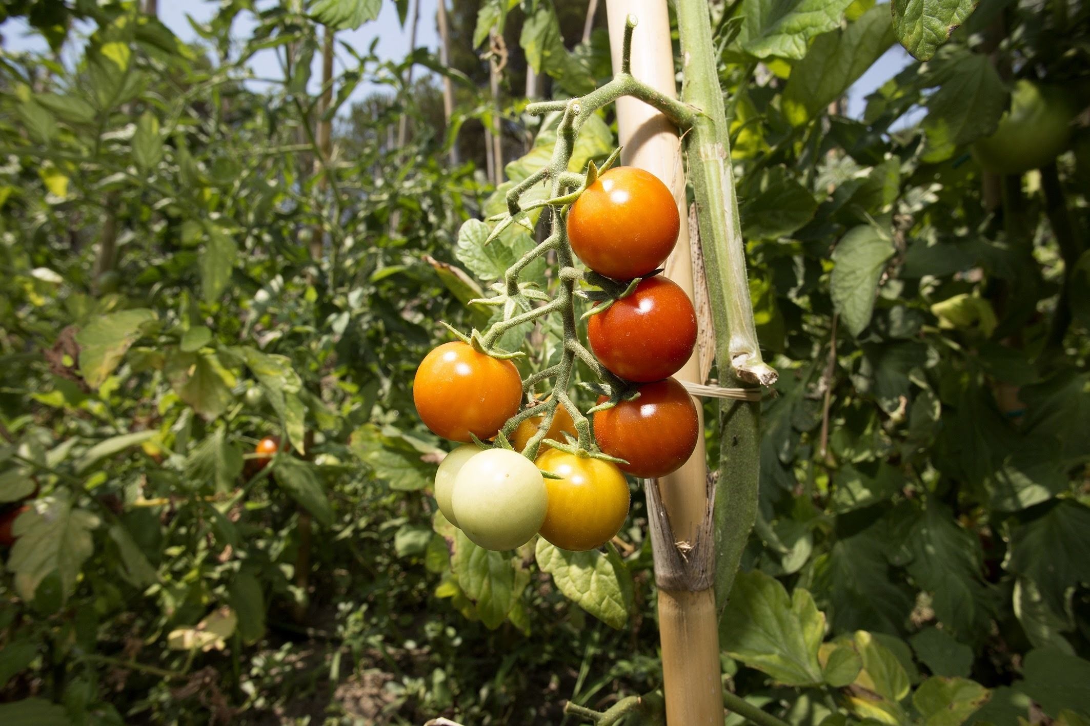 Un plant de tomates portant des fruits à différents stades de maturation.