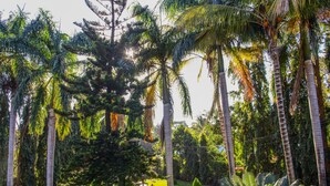 A lush garden with tall palm trees and a well-maintained lawn. - Mama Thea Homes - Hostel (Moshi)