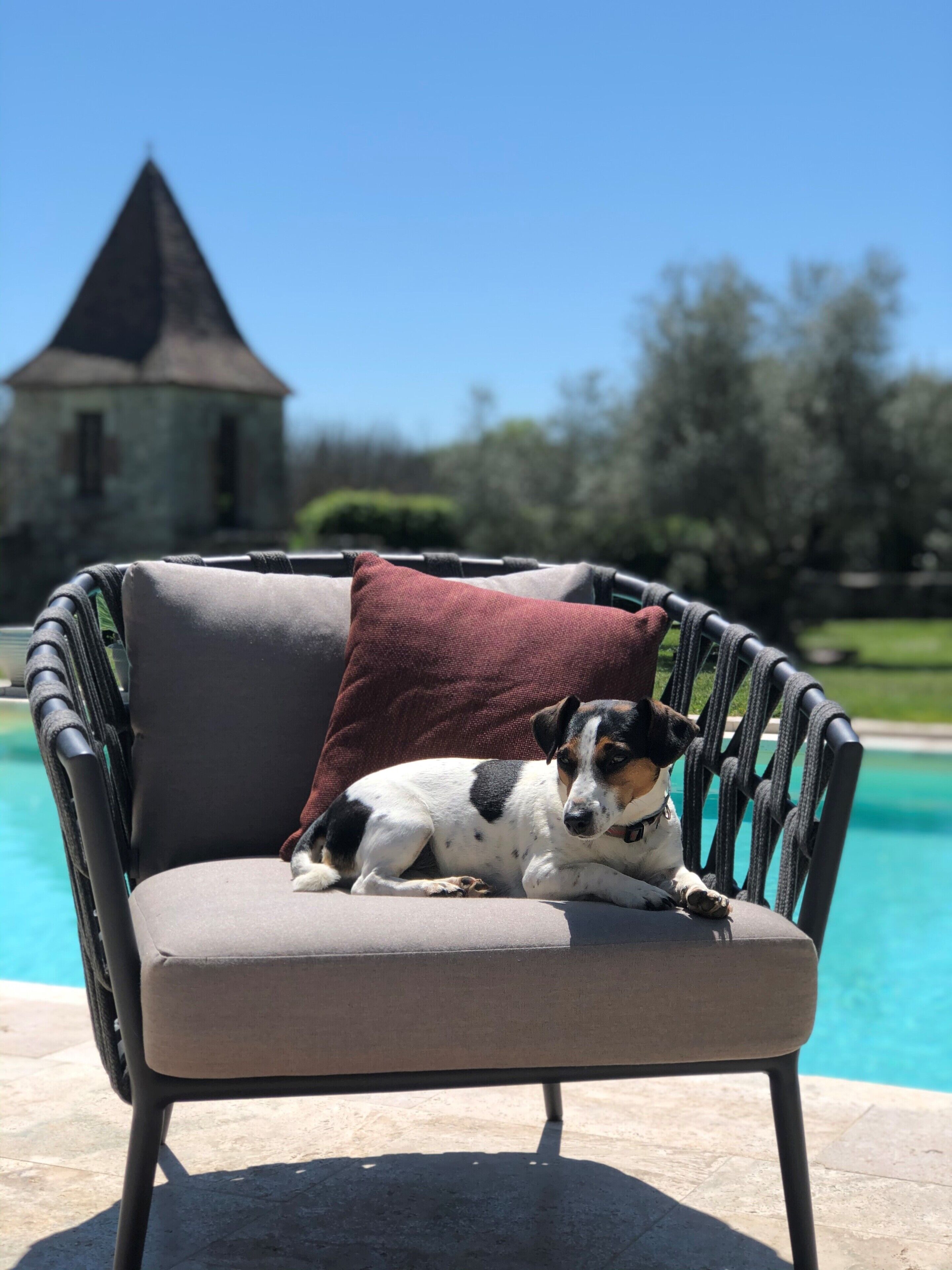 Un perro recostado en una silla junto a una piscina, con un edificio de piedra al fondo.