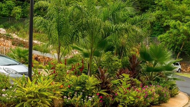 A landscaped garden with various plants and flowers, a curved sidewalk, and a road with cars. - City Ridge Luxury Penthouse (Kingston)