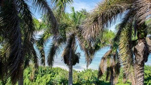 Una playa con palmeras y vista al océano.