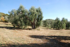 Property grounds - Cozy villa surrounded by olive trees (Semproniano)