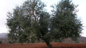 Un albero in un campo sotto un cielo sereno.