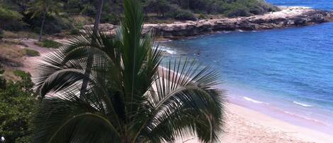 A beach with a palm tree, a rocky cliff, and the ocean.