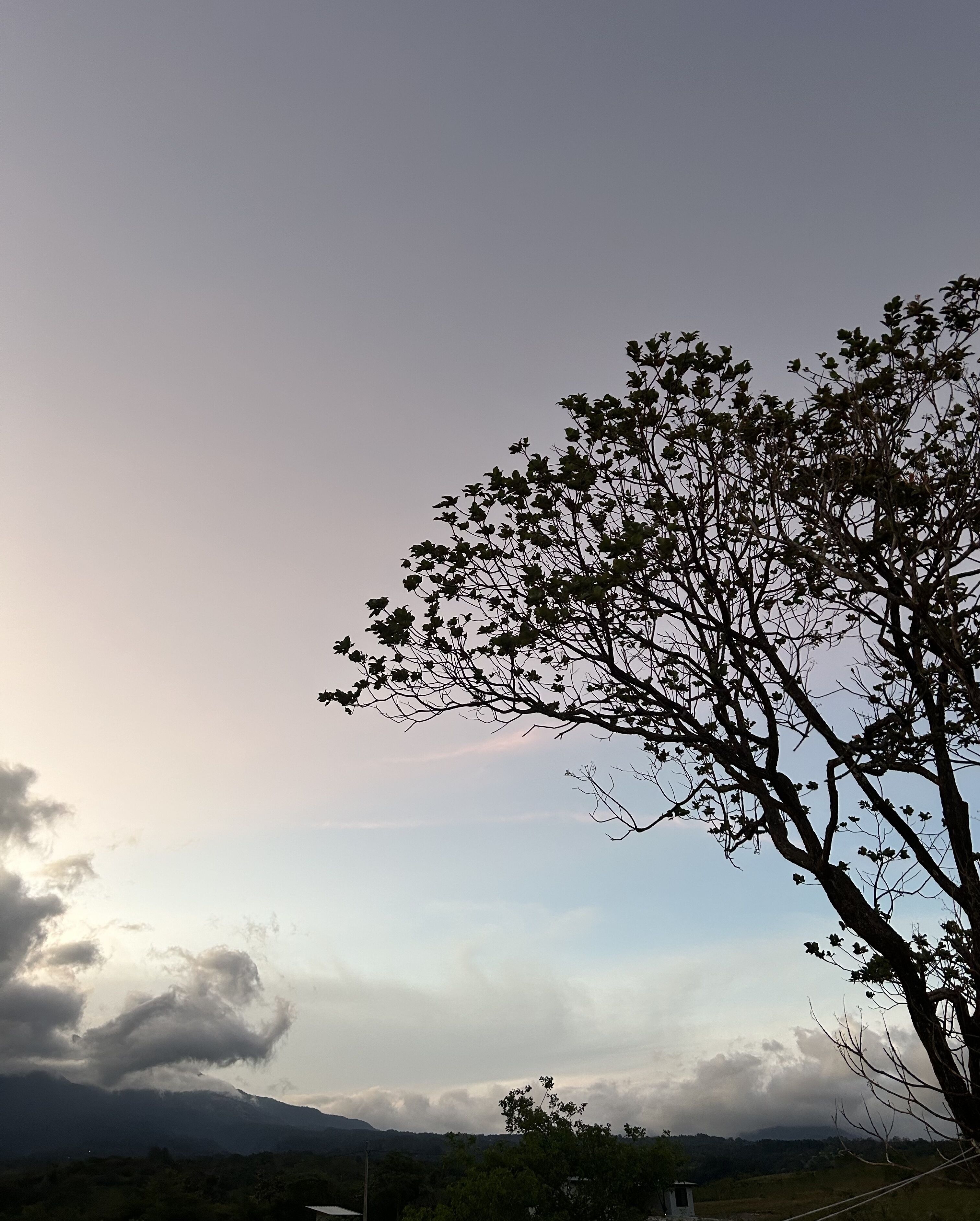 Un arbre d’où l’on a une vue dégagée sur le ciel et les montagnes lointaines.