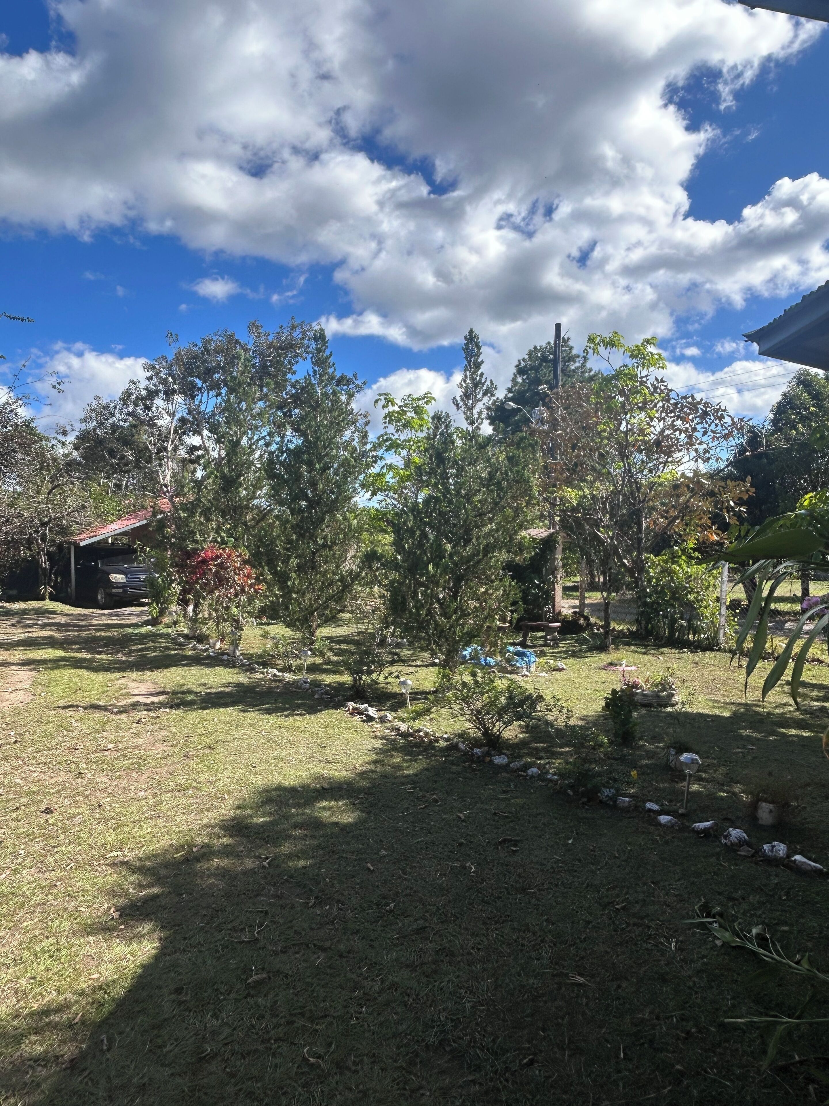 Un jardín con varios árboles y un sendero.