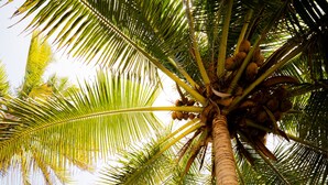 Eine Palme mit Kokosnüssen, eine Hängematte und eine Steinsäule in einem Garten.