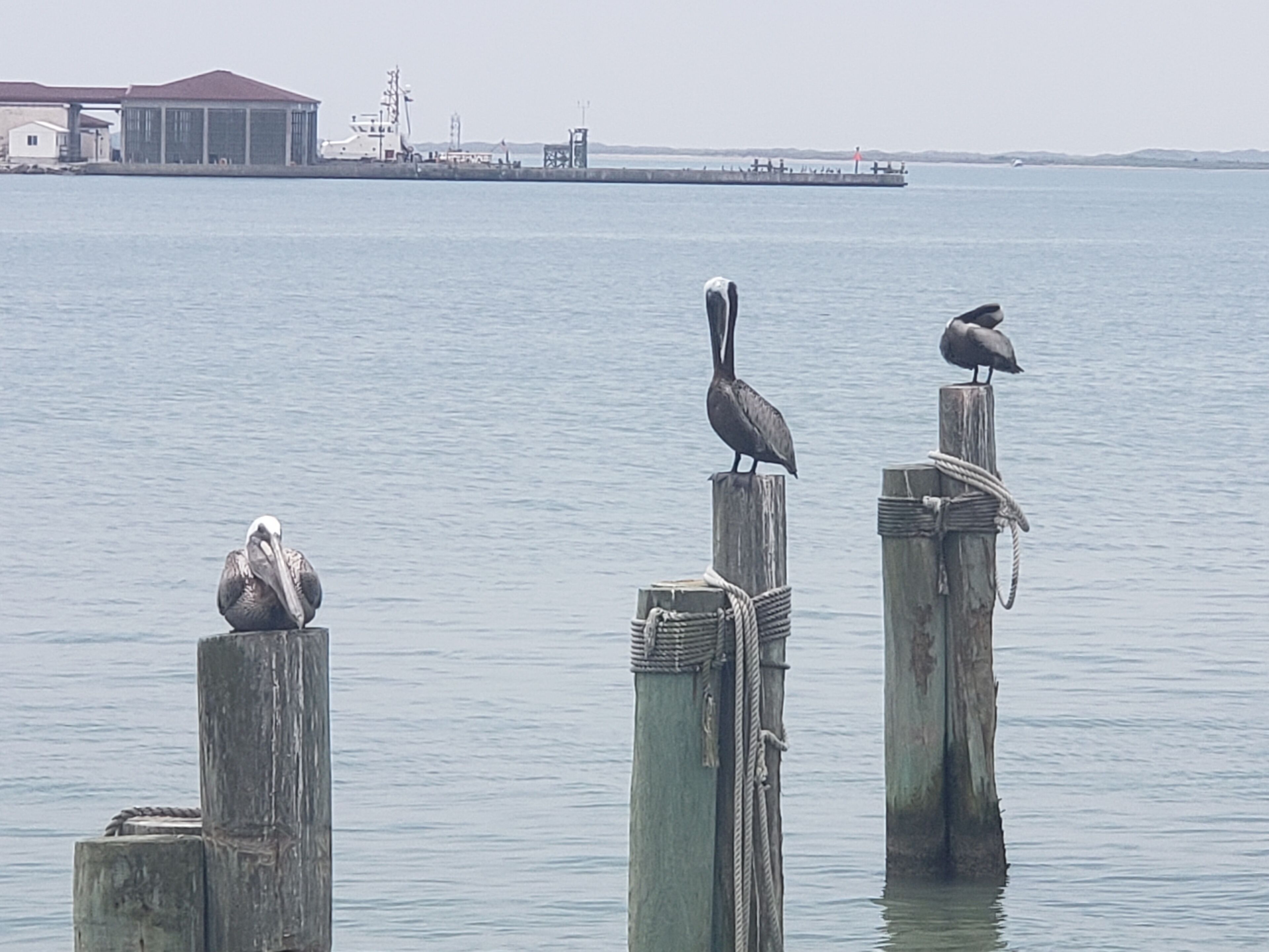 Three pelicans perched on wooden posts in a body of water with a distant industrial structure.