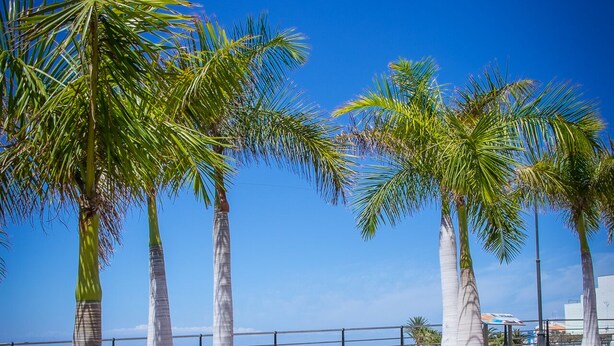 A paved walkway with palm trees and a view of the ocean.