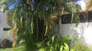 Een weelderige tuin met palmbomen en een wit gebouw met een bord waarop 'PENSION IRIGO' staat.
