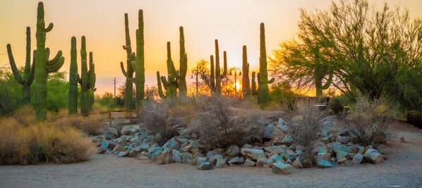 Un paysage désertique parsemé de cactus et de rochers.