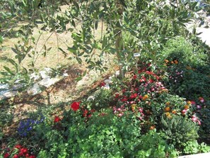 Garden - Apartments Biocic (Korcula)