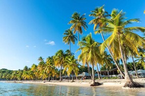 Beach - Locastudio "Corossol", tranquil stay close to the sea (Sainte-Anne)