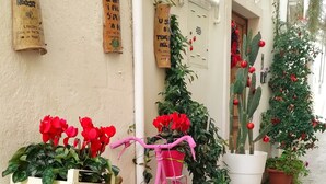 A pink bicycle with a basket and a red gift box, a small Christmas tree, and potted plants against a building wall. - Sedilequattro Bed&Breakfast (Castellaneta)