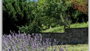 A field of lavender with a stone wall and trees in the background. - Cascina Luvot (Melazzo)