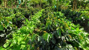 Un jardín exuberante con diversas plantas y árboles, entre ellos bananos, bajo un cielo azul despejado.
