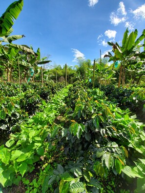 Ecotours - Villa Alejos (Circasia)