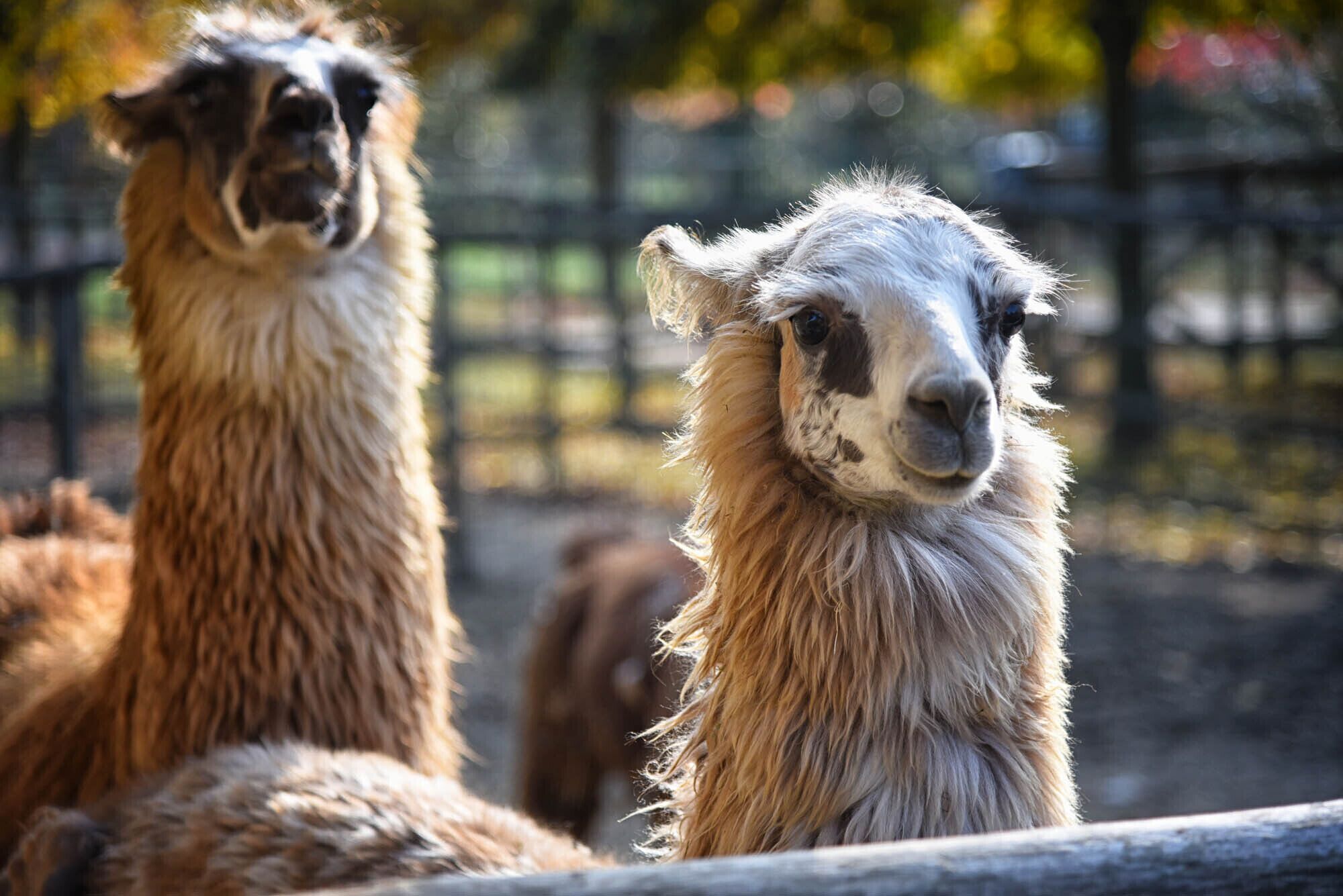 Two llamas in an enclosure with a wooden fence and trees in the background.